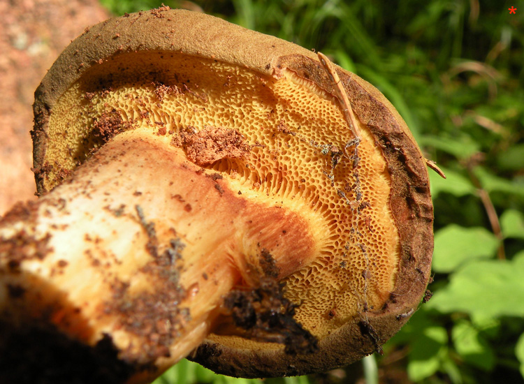 Due Boletaceae trentine